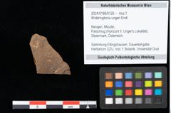 Foto (Objekt + Etikett) von Widdringtonia ungeri Endl. (NHMW-GEO-2024-0188-0126)